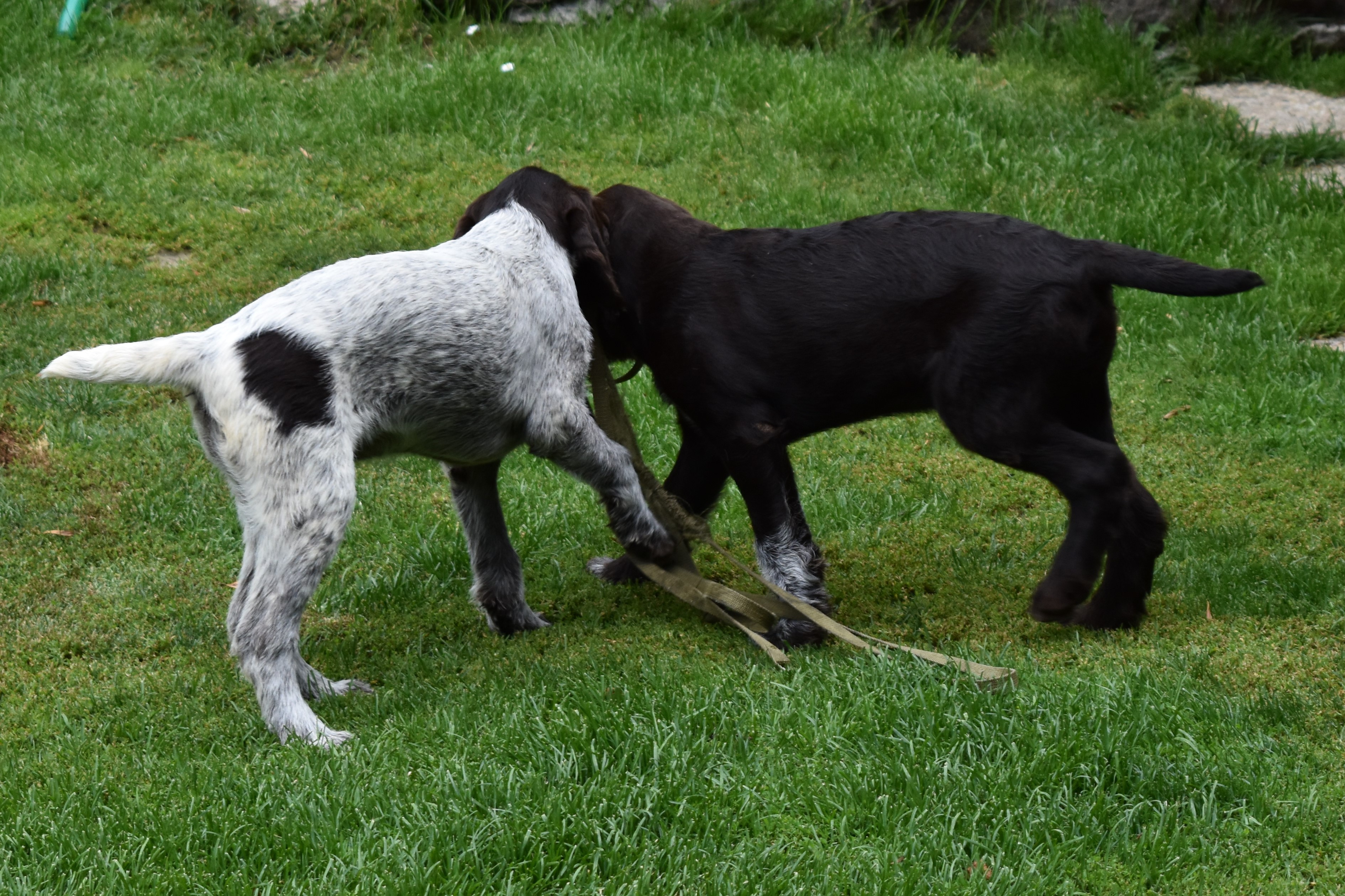 DSC_0168 (2)